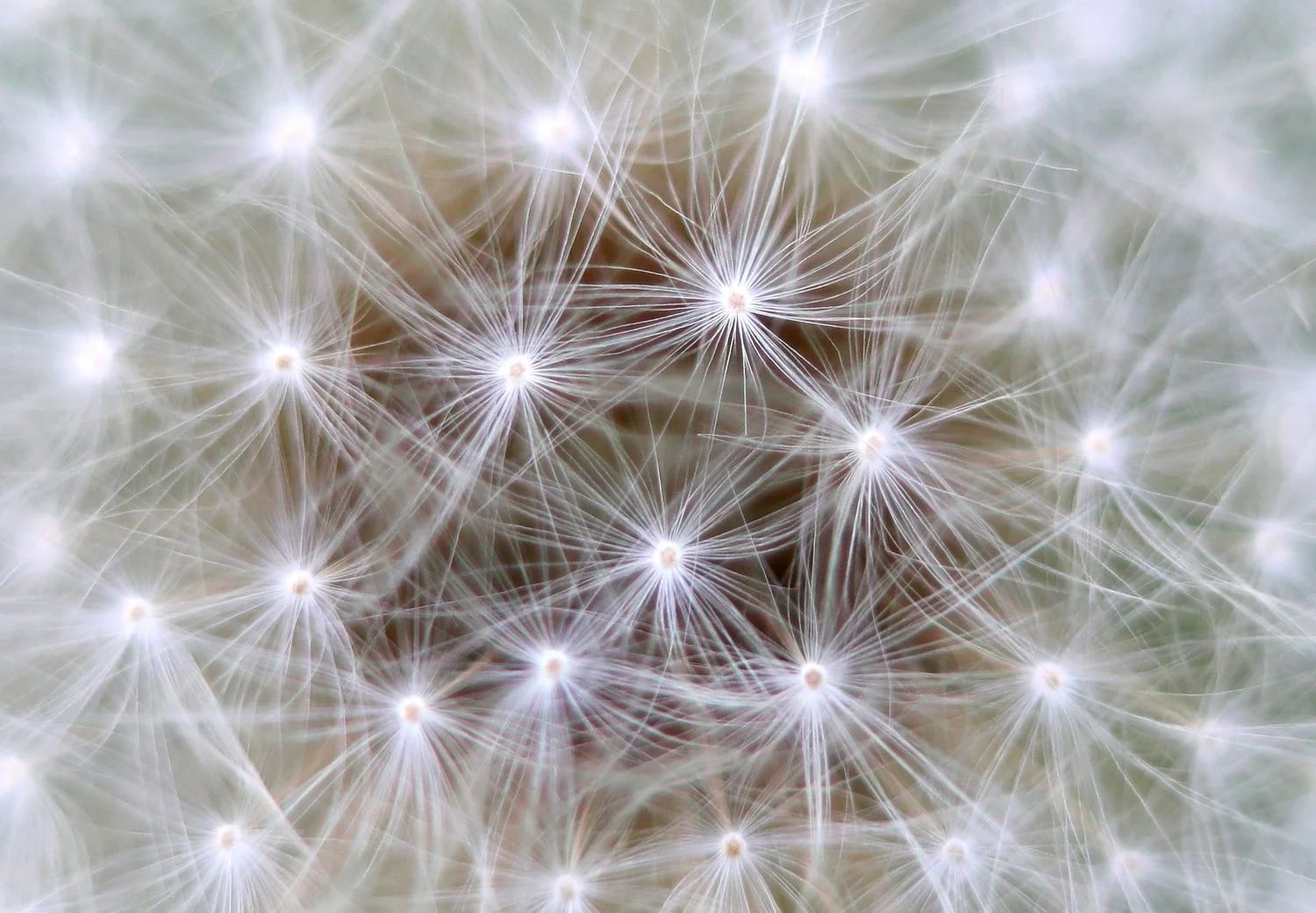 Neural Networks With Minibatch Stochastic Gradient Descent and Adaptive Moments (ADAM)